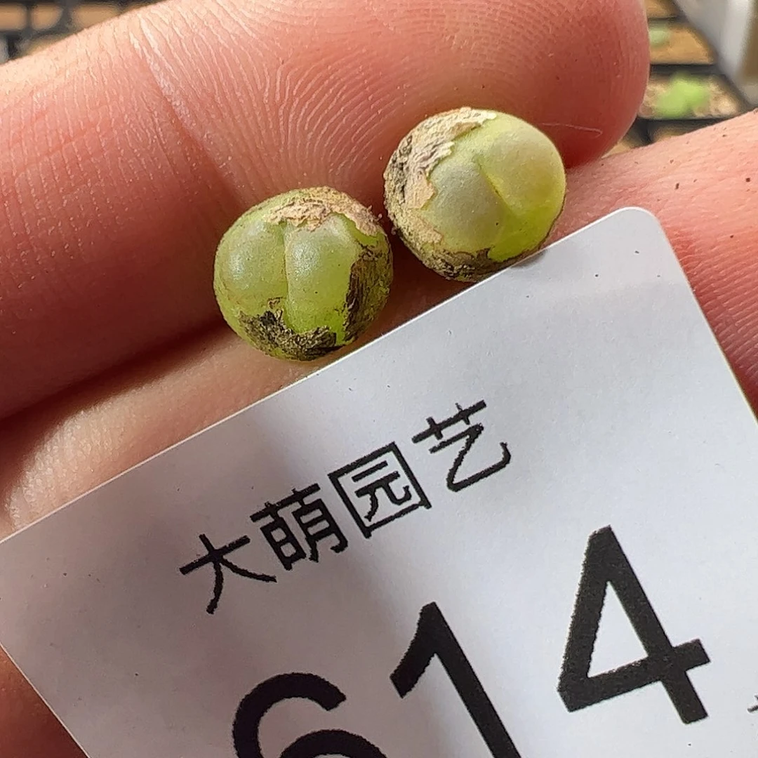 0000一物一拍……614