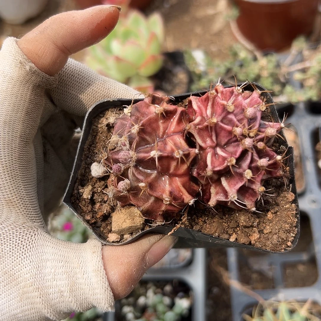 袁**黎虐了呃呃呃呃呃呃呃呃呃