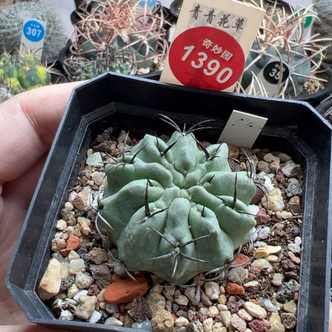 实生白肌豪刺素妆玉4cm