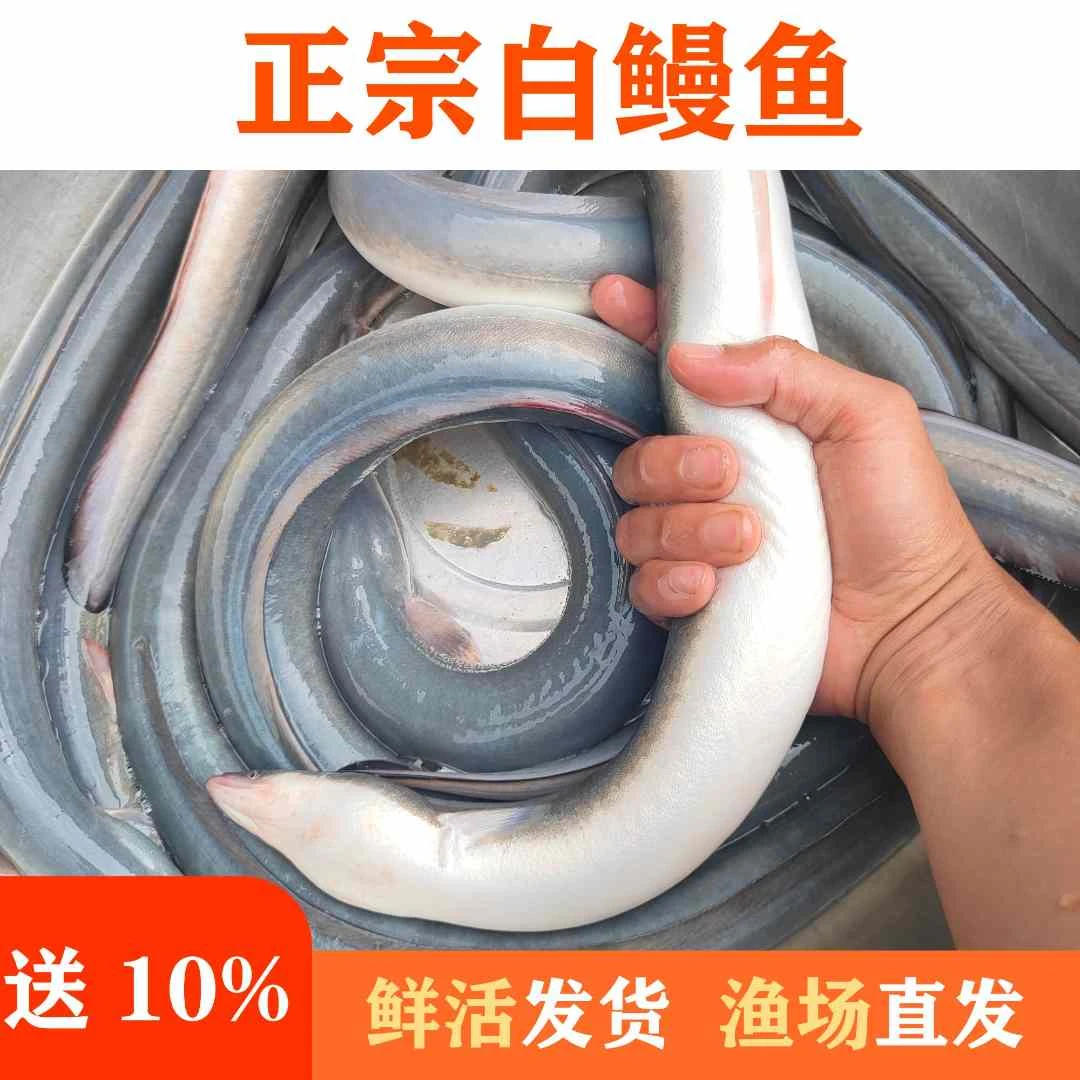 鳗鱼 白鳗鱼 河鳗鱼 鳗鲡 美洲鳗 欧鳗 黑耳鳗鱼 鲜活淡水脆肉鳗