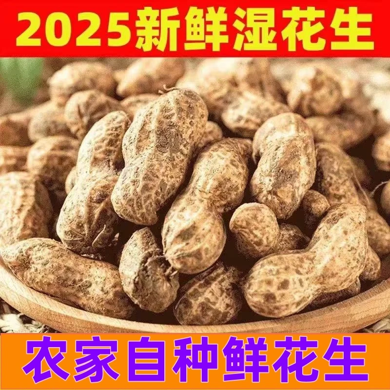 现挖新鲜湿花生鲜花生带壳带泥粉红皮花生带壳鲜花生好吃新鲜蔬菜