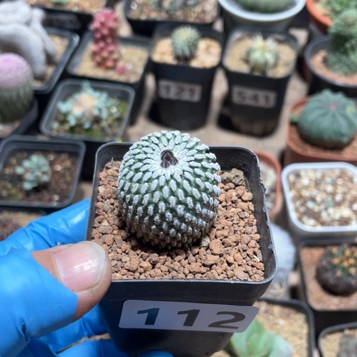 112精巧殿仙人球