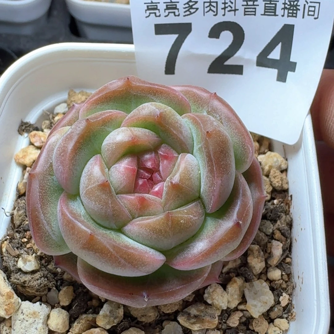 孤品         多肉植物