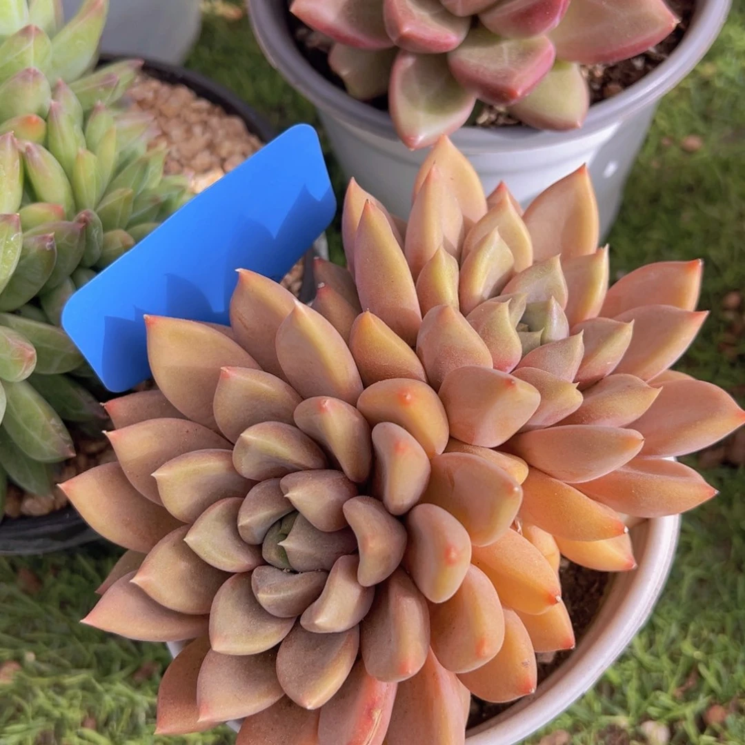 香玉的故事是一个人的故事吗我