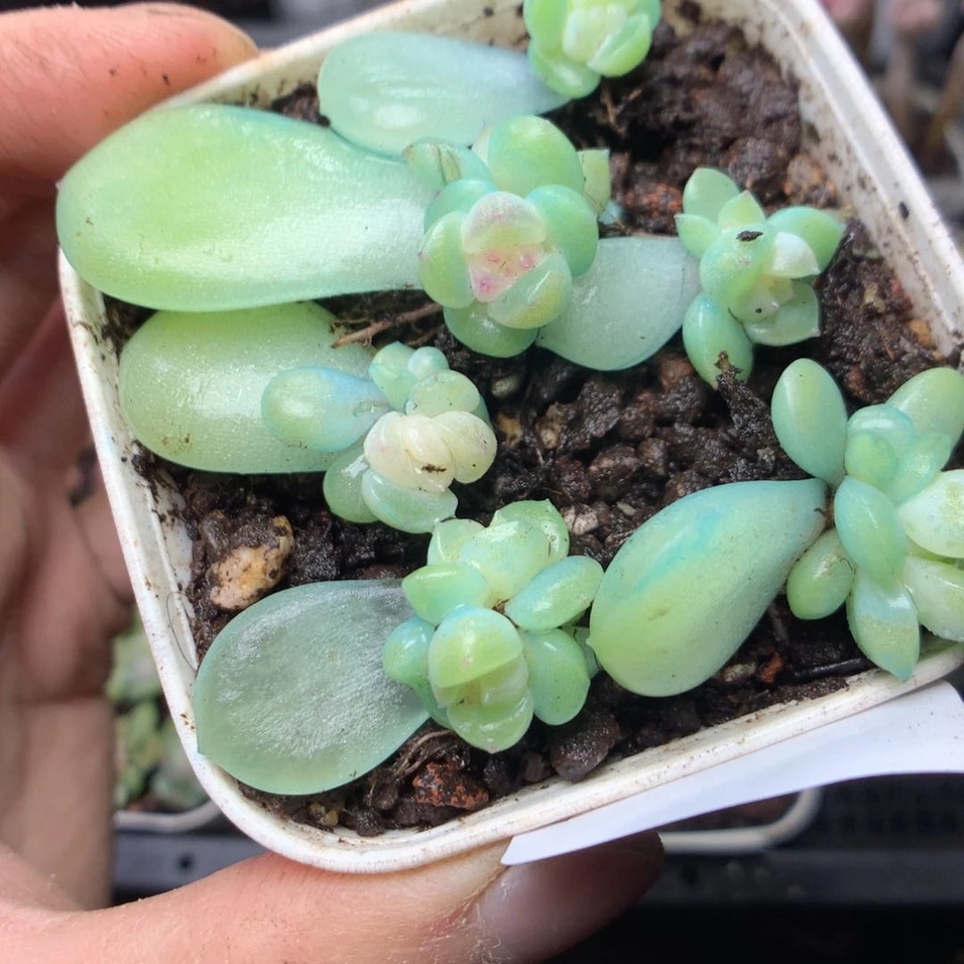 无花朵S66财富密码yyyyy