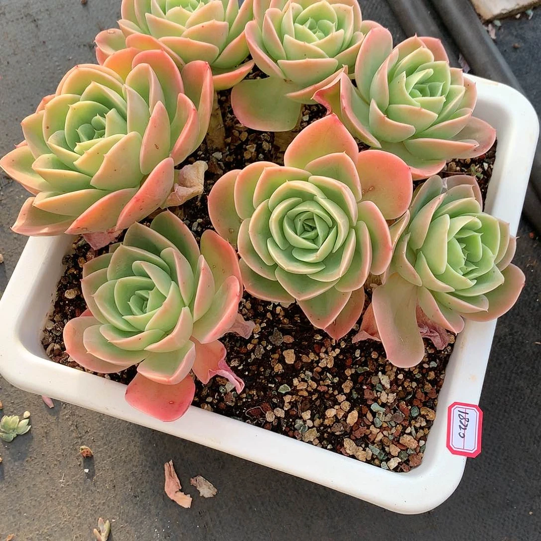 O*18220星娜塔多肉