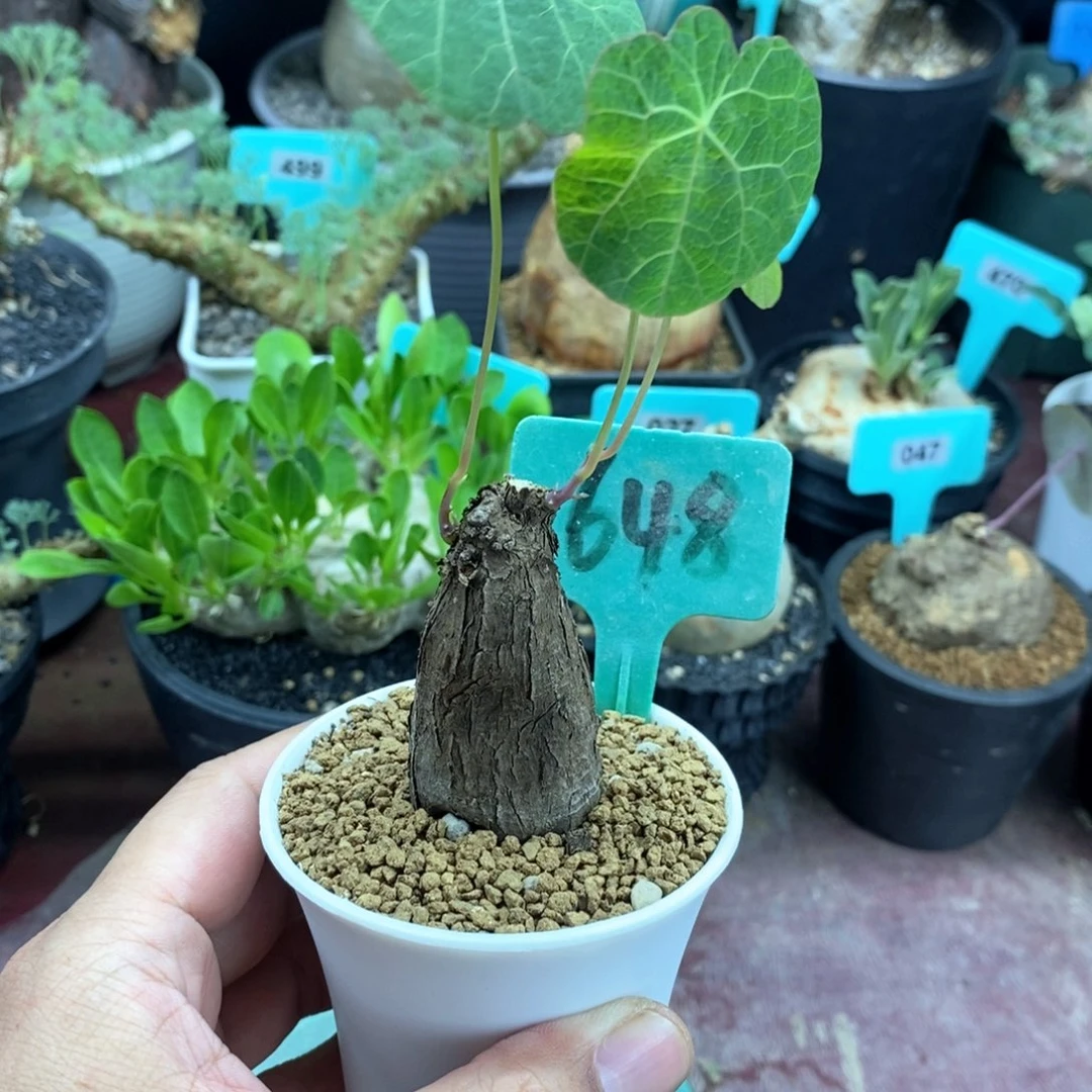 一叶龟多肉植物一个