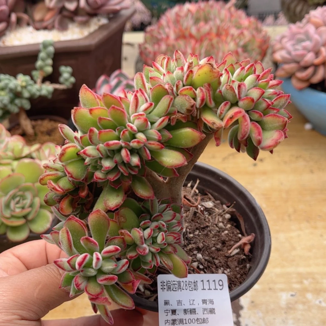 【闪购商品】1119锦晃星缀