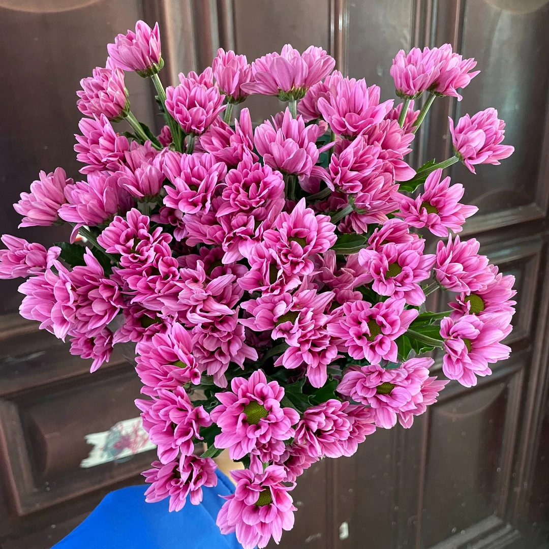 金羽慧紫小菊全店1-5扎一个运费