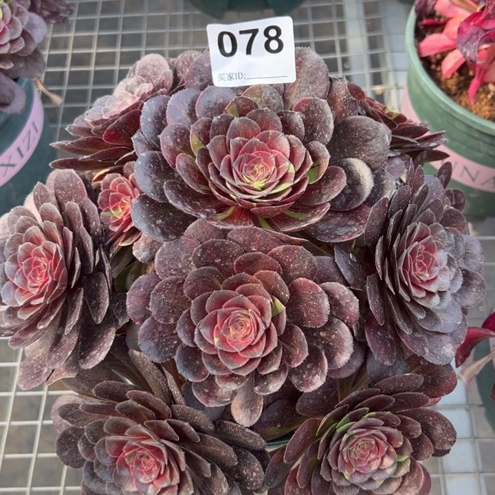 078花月夜25厘米嫩庄