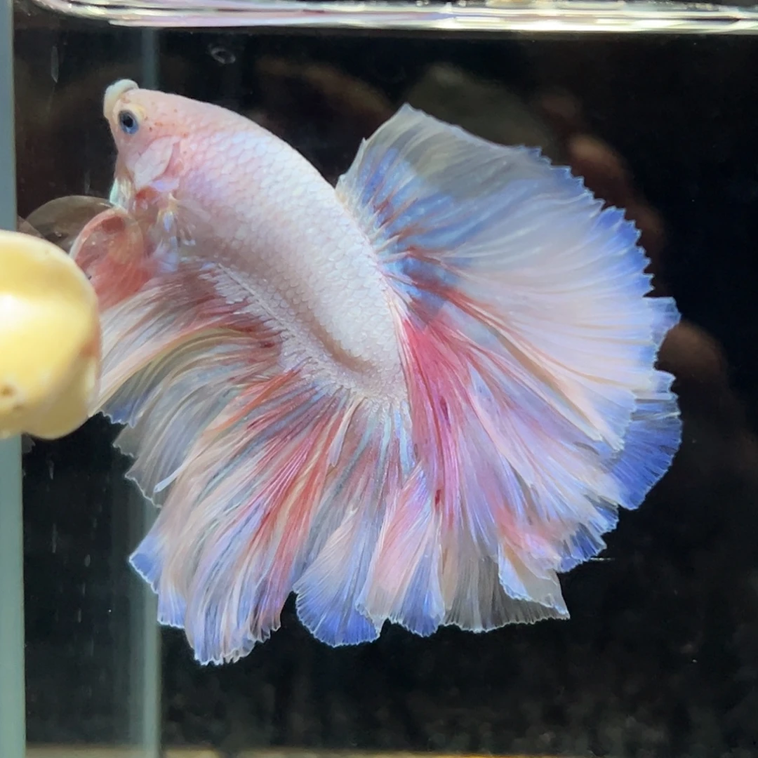 斗鱼25号任选两只8折，一只看个人能力