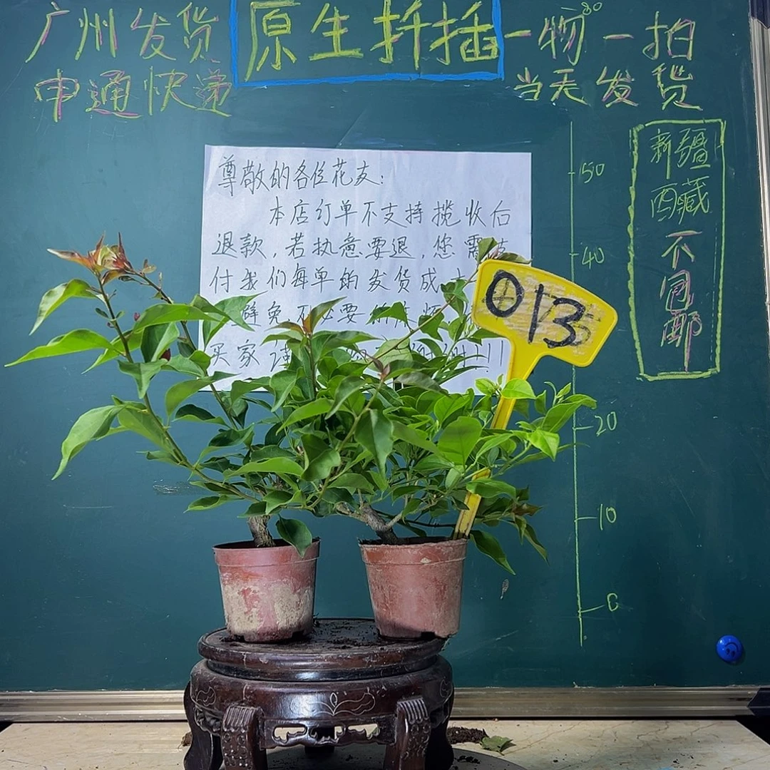 当前无花栽培后可以开花热火桑巴掌中宝 巴西紫掌中宝 013