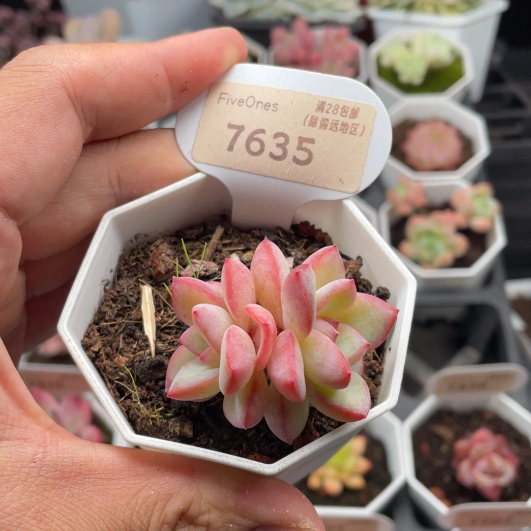 草莓泡芙7635-4.5厘米