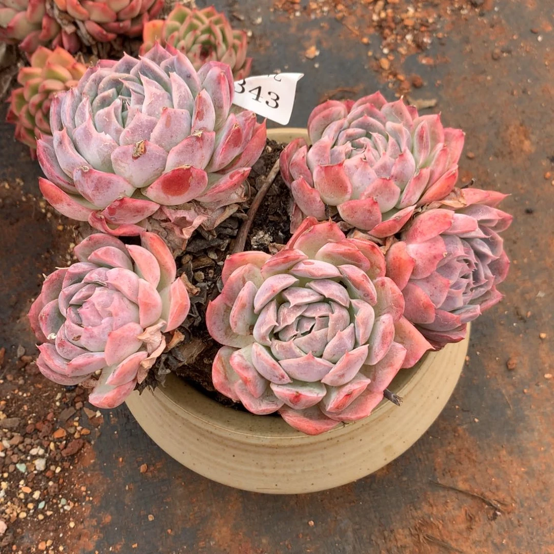 343不包整散介意不拍