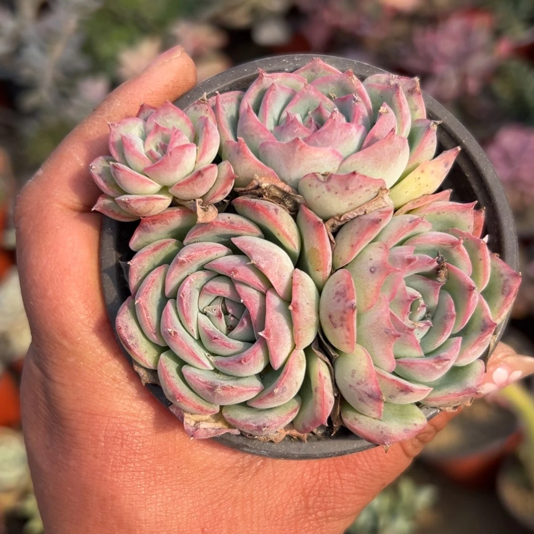 多肉植物多肉植物