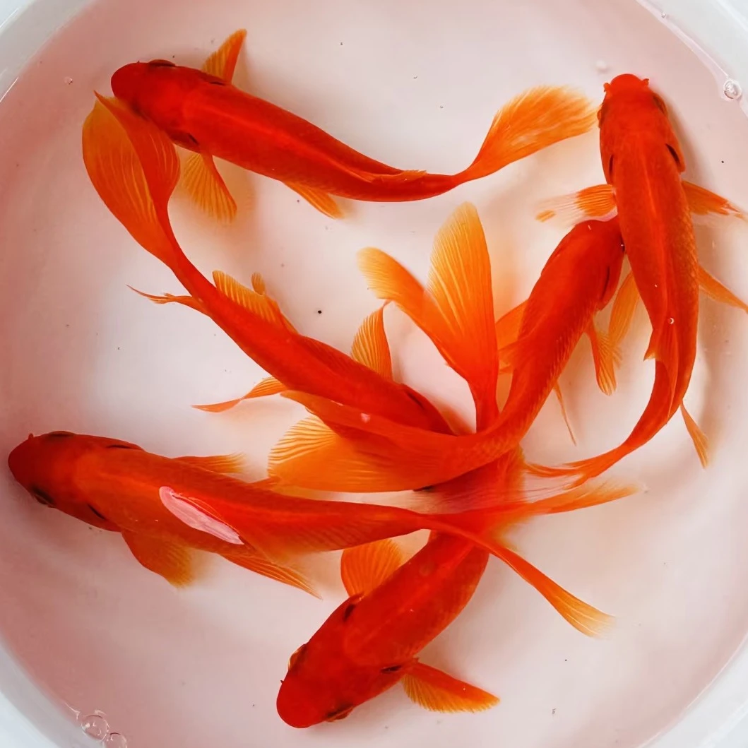 超大7-9公分精品草金11条好养耐活 包邮包损颜色混搭 不支持指定