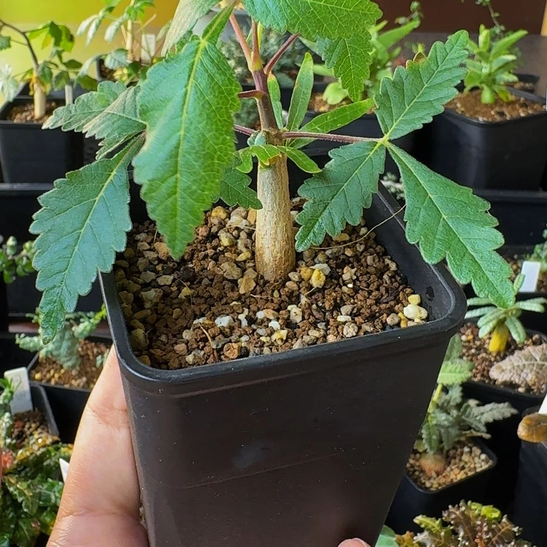 特价 实生裂榄带盆土顺丰空运包邮