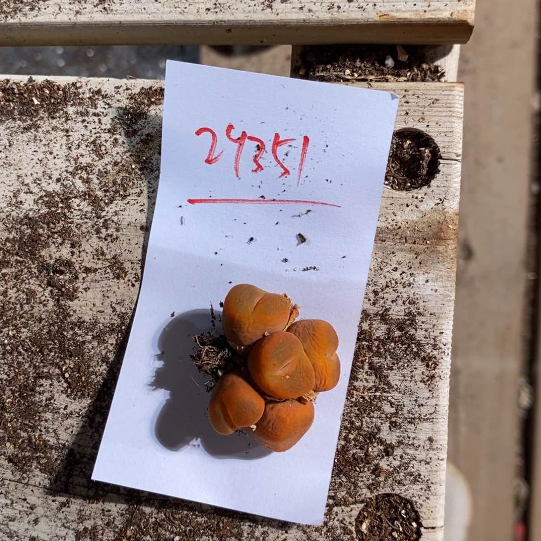 小***美29351。     一颗。