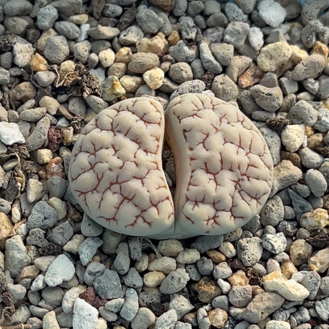 2847红蜜纹189一颗