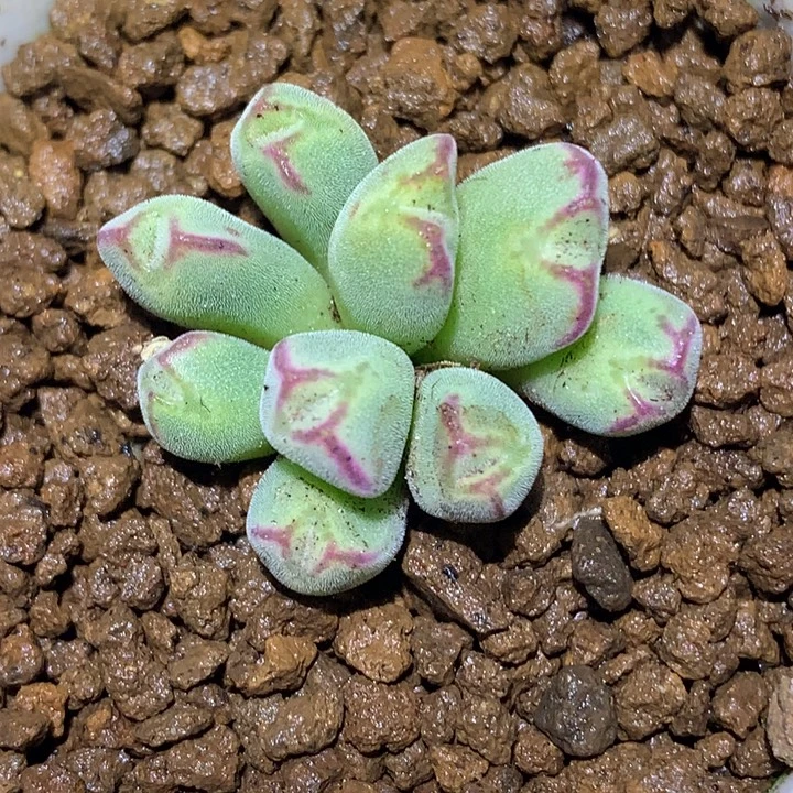 精品多肉植物精品猪蹄园艺丹尼尔