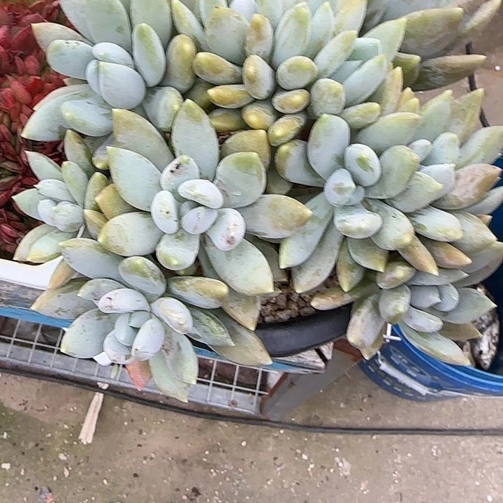 雁***痕青蛙王子儿童牙膏11