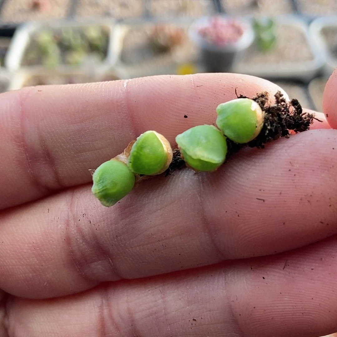大眼睛4颗包邮二蜕
