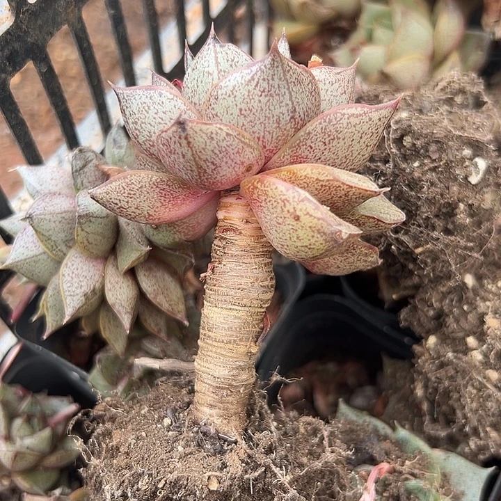 无花朵大和锦。