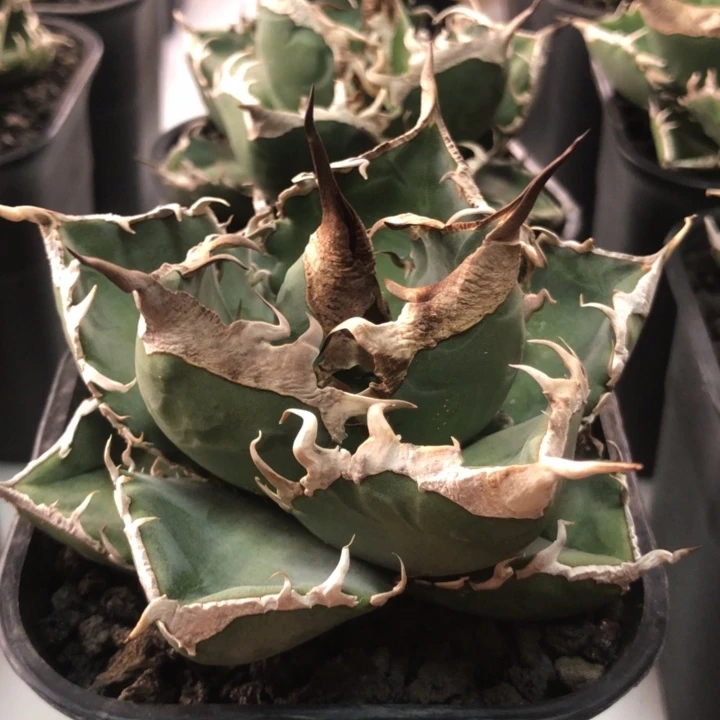 立可白仁王冠龙舌兰