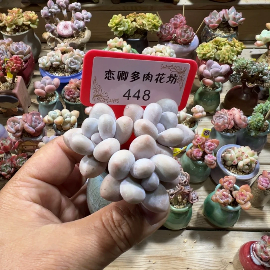 448水光针奶酪老桩无砍