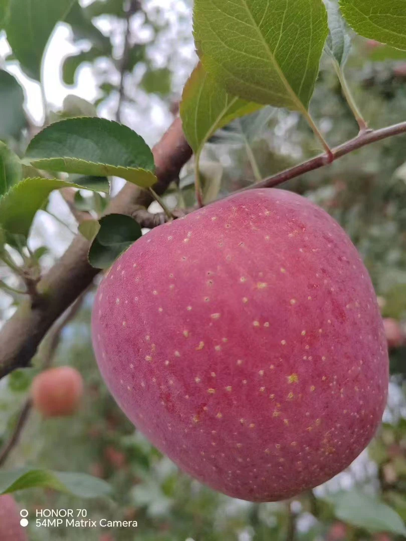 <老牛哥小院>（申通包邮）汉源直发高山红富士丑苹果生态现摘健康