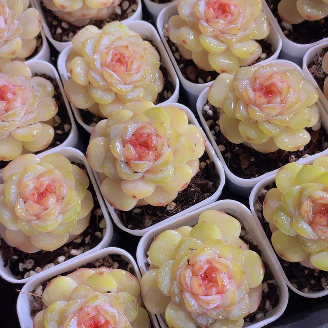 1326号 荔枝冻珍妮单头一个