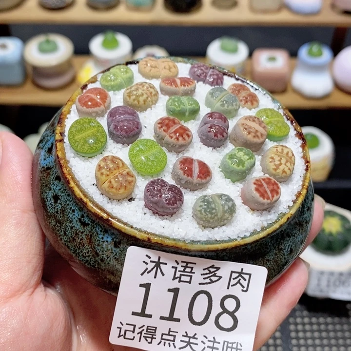 带盆土植物 精美盆栽1108
