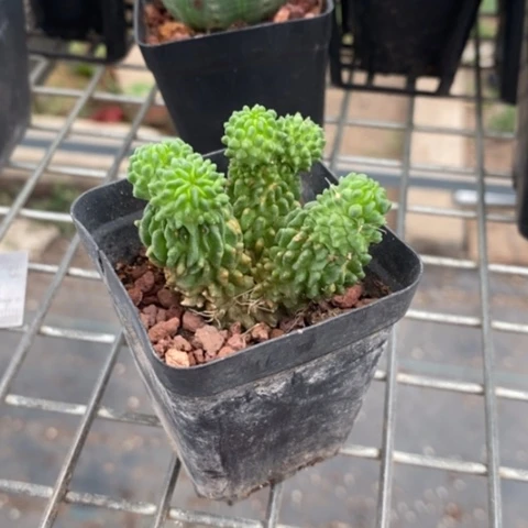 蝌蚪球群5仙人球