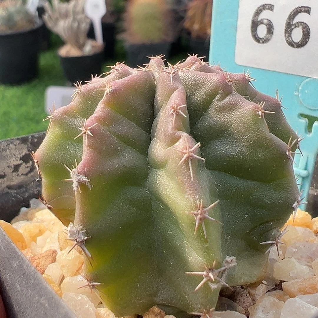 6637 微刺虾实生满 39 包邮非偏远地区