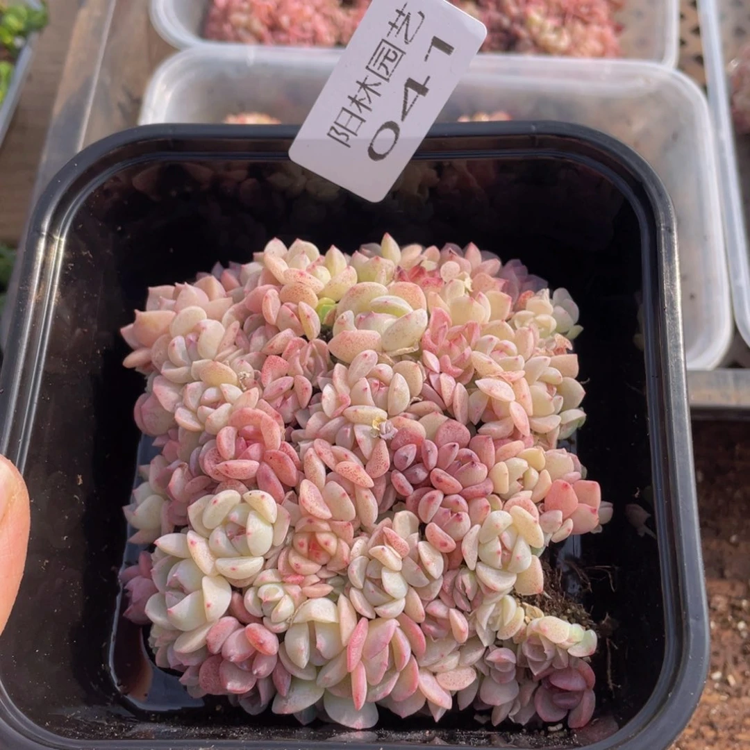 多肉植物多肉植物41