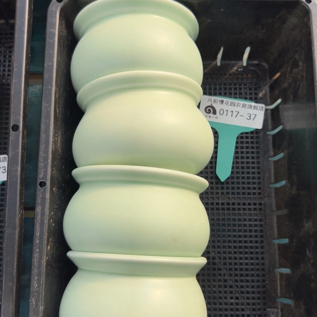 多肉精选编号0117.37