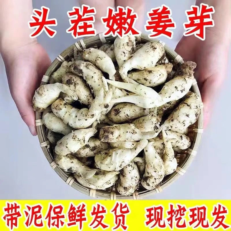 正宗山东嫩姜芽泡姜鲜姜嫩姜红芽仔姜糖醋酸嫩姜现挖姜芽1斤5斤