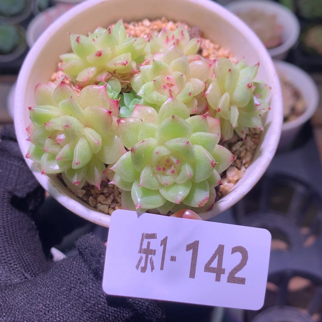 乐然 1-142 麦秆群