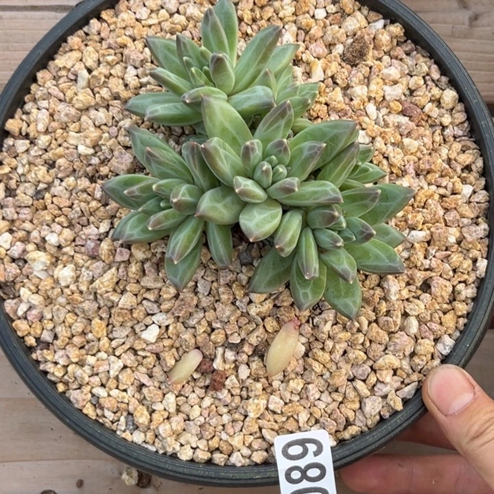 多肉植物美人sp680