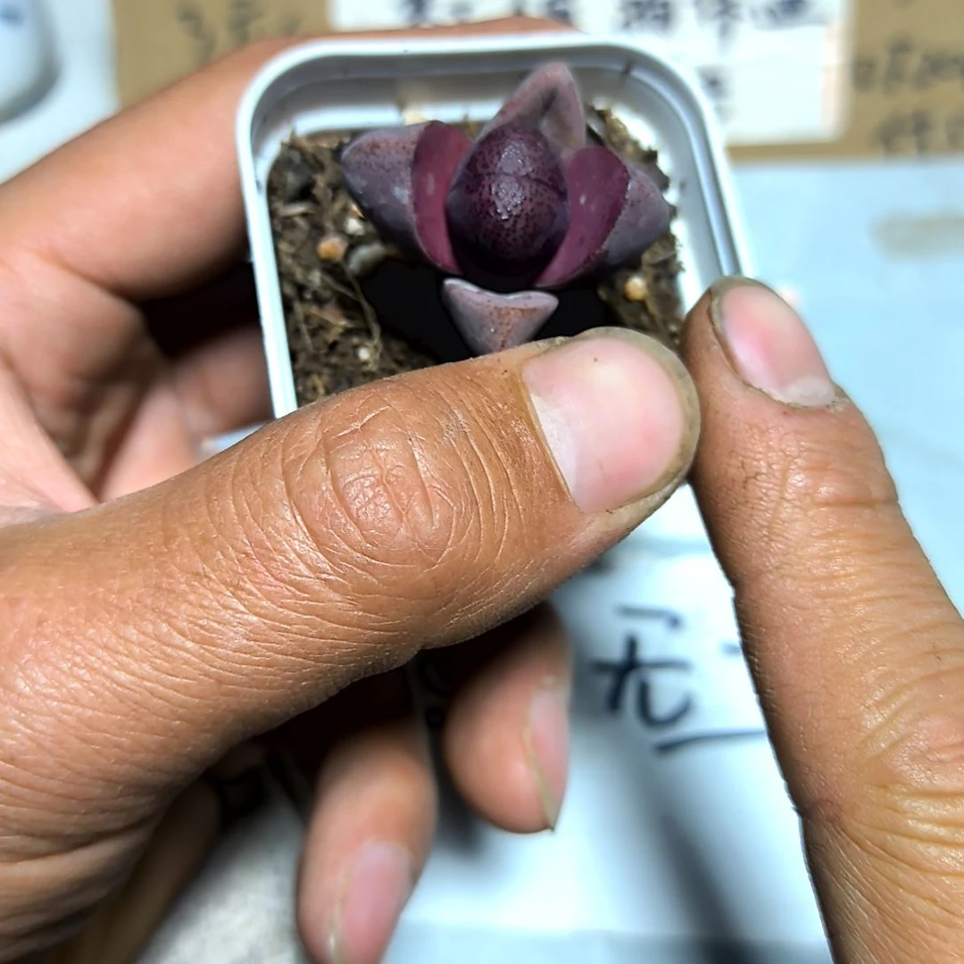 满6元包邮，紫地域福利裸根