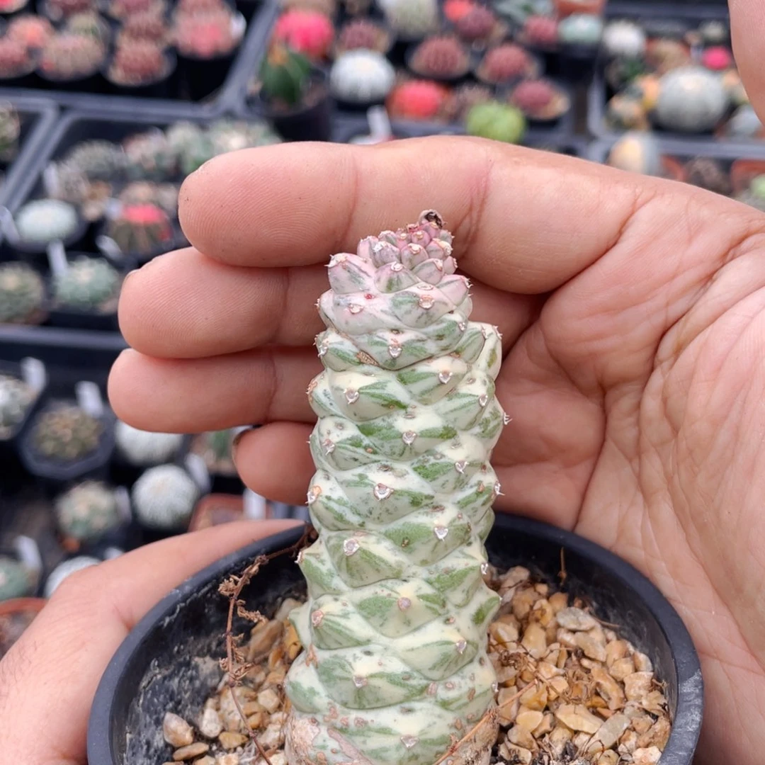 仙人球满28包邮将军阁白锦