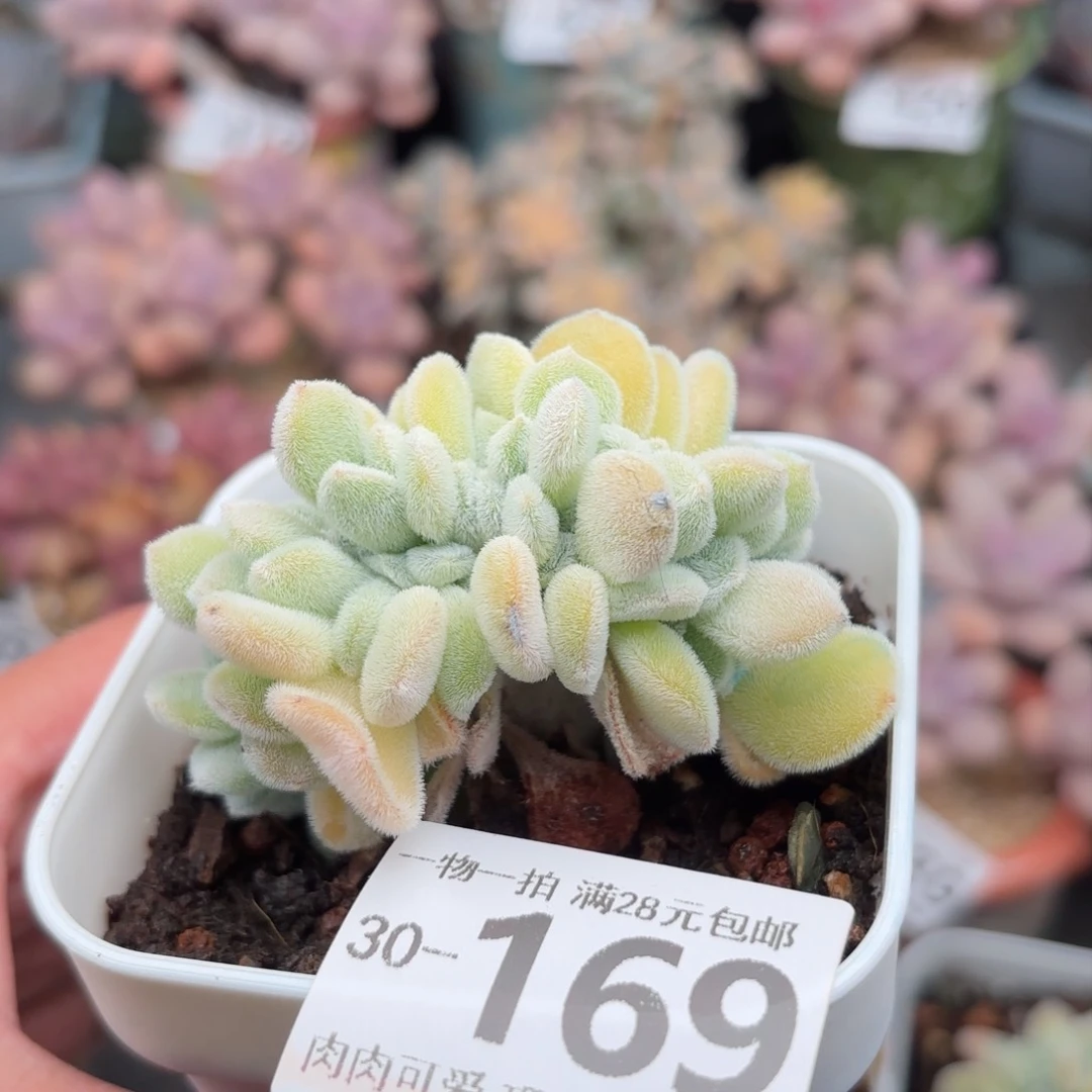 雪晃星多肉多肉多