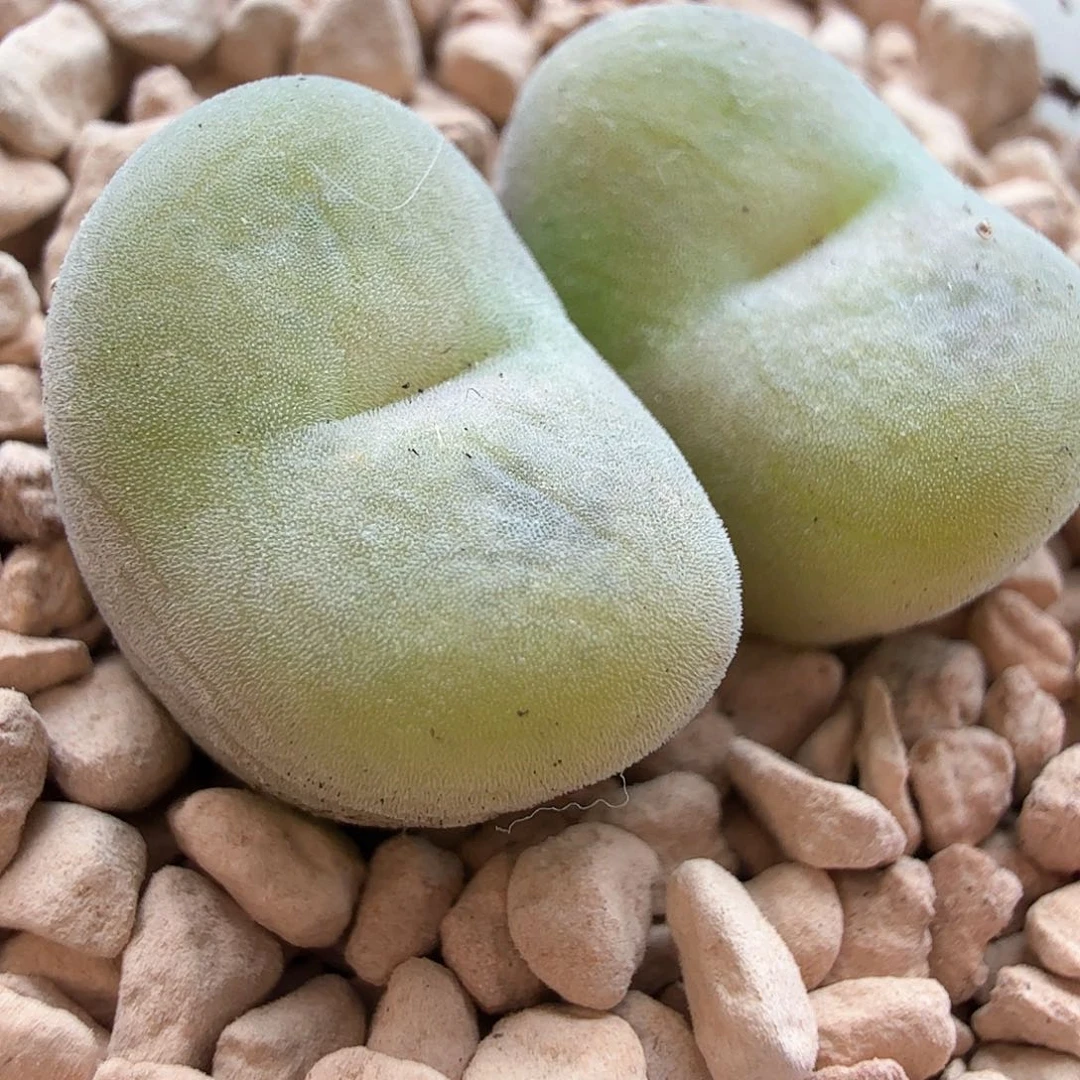 1.17.97/园艺空卡佛双头