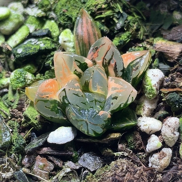 519花水晶锦特选福利