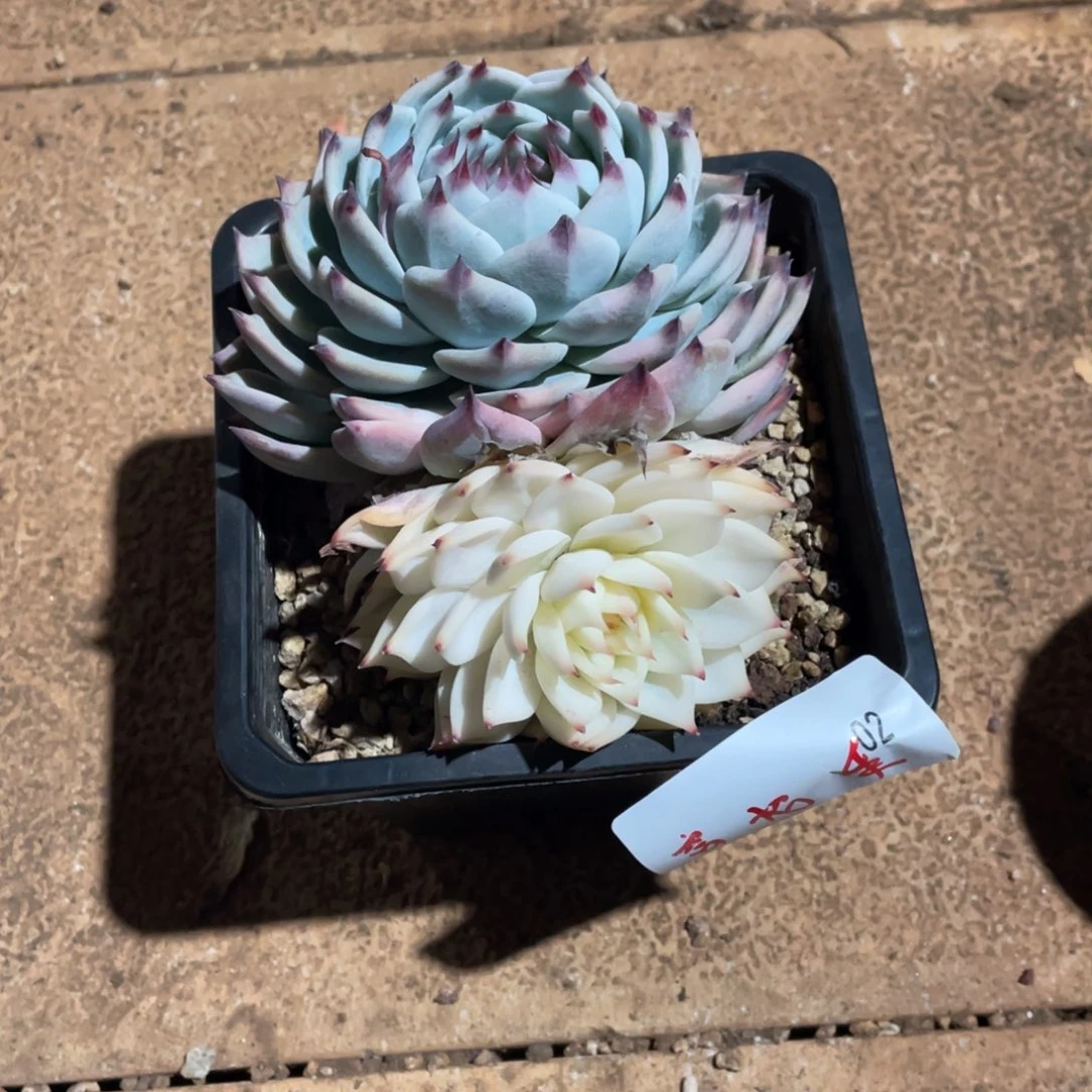 窝*乖淘多肉吉娃娃锦一个