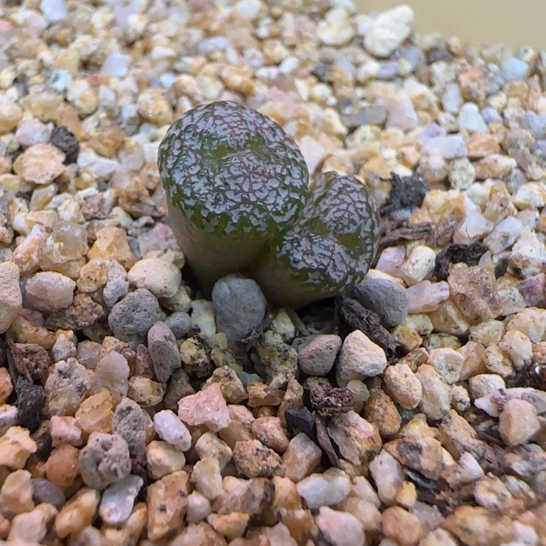 康杂分株无根多肉植物一颗
