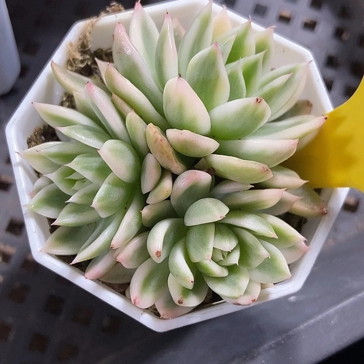 多肉植物蝴蝶飞锦724