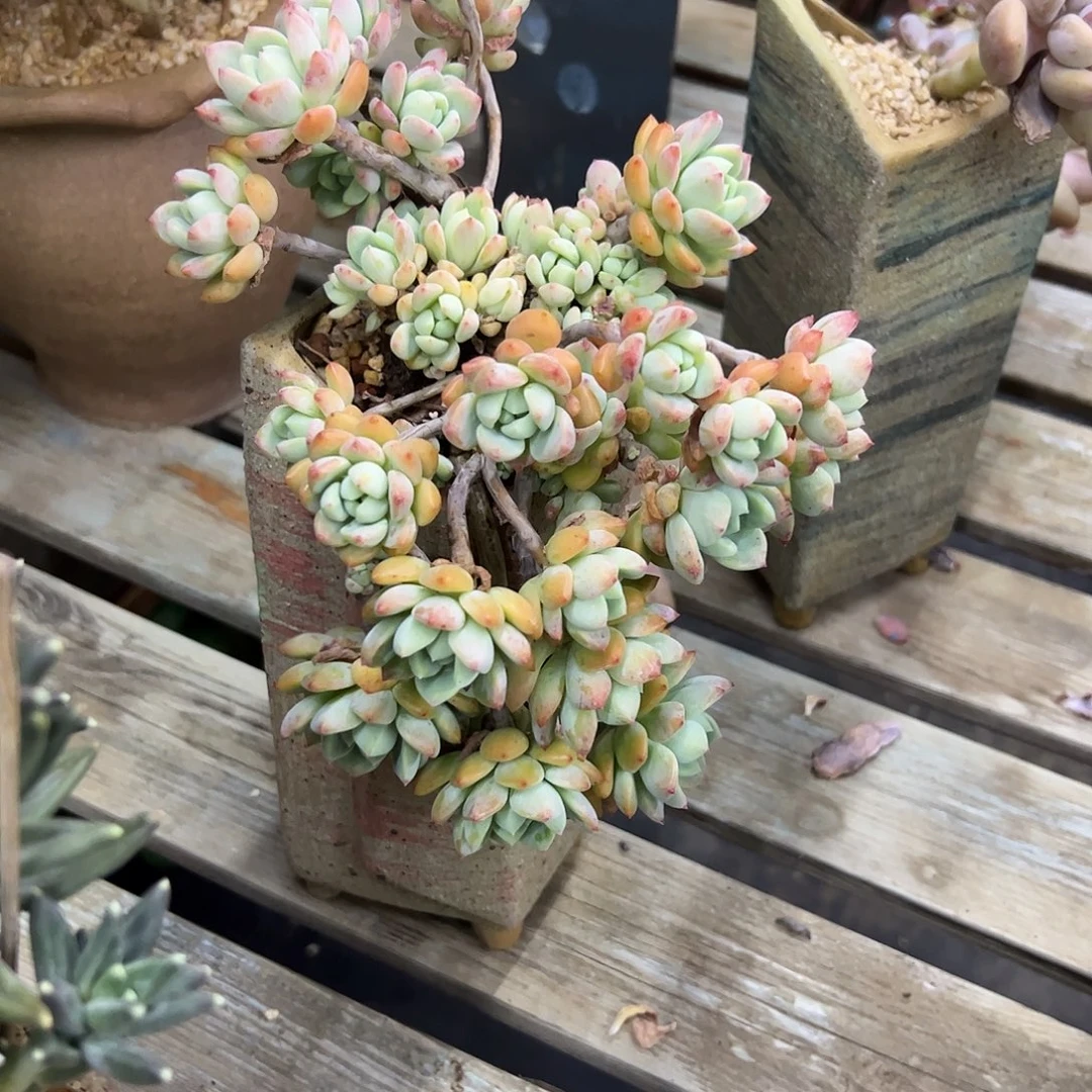 桃酥有伤18 零零多肉植物