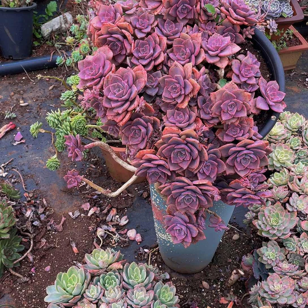 彩虹糖68带盆土发大老桩