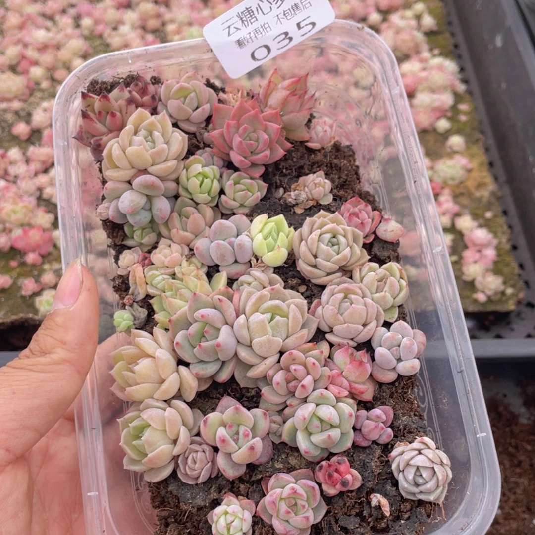 云糖心多肉植物35
